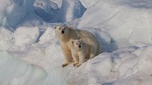 Polar bears on Spitsbergen