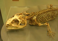 Sfenodona skelets