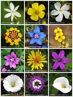 Een poster met bloemen van twaalf soorten bloeiende planten uit verschillende families  