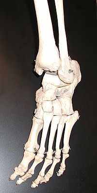 De beenderen van een menselijke voet