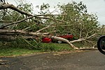 Tropische cycloon Yasi: een auto verpletterd door een boom in Townsville, Queensland  
