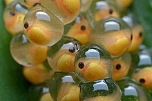 Sommige amfibieën leggen eieren die heel helder zijn. Dit maakt het gemakkelijk om een kikkervisje in het ei te zien groeien.  