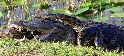 Native alligator and foreign tiger python in battle