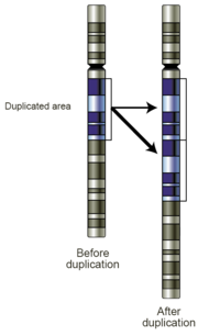 Kaavio kromosomin alueesta ennen ja jälkeen duplikaatiotapahtuman.  