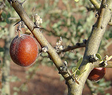 Fruto de Geoffraea decorticans  