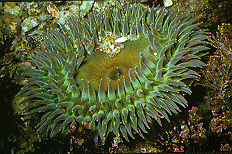 Kæmpe grøn anemone, Sydcalifornien