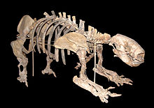 Skeleton of Glossotherium