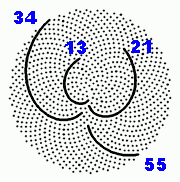 Calculated inflorescence with 1000 fruits in the Golden Angle - 13, 21, 34 and 55 Fibonacci spirals appear.