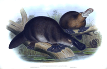Platypus pilt