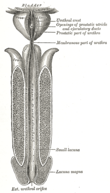 Uma uretra masculina aberta em todo seu comprimento com bexiga urinária e estrutura peniana