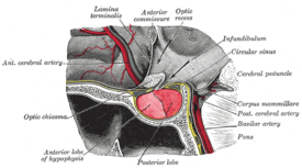 Position de l'hypophyse (détail)
