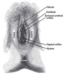 Een schematische tekening van een maagdenvlies  