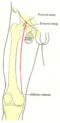 Verwondingen die belangrijke slagaders beschadigen, zoals de liesslagader (in rood), kunnen leegbloeden veroorzaken.  