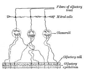 Olfactorisch epitheel en neuronen. De eindhaartjes van de neuronen steken uit in het slijm (hier niet afgebeeld)