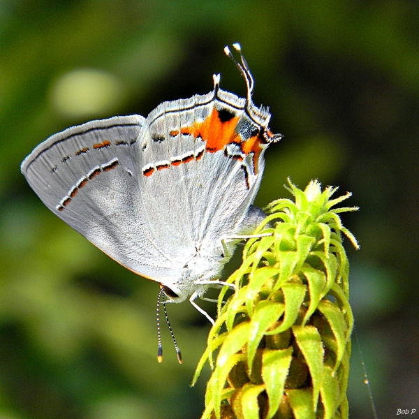 Många lycaenidfjärilar, som denna grå hårslinga (Strymon melinus), har ett falskt huvud baktill, som hålls uppåt i vila.  