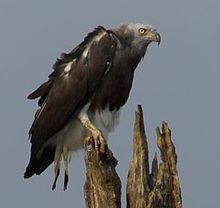 Uma águia de cabeça cinzenta