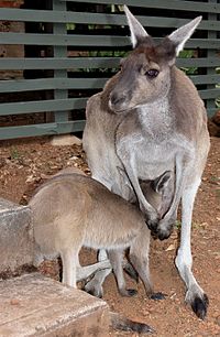 Westelijke grijze kangoeroe en Joey