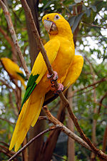 A golden parakeet