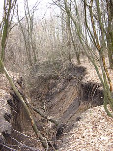 Erosie heeft de bodem van dit bos verwijderd.  