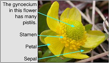 Delen van een Ranunculus (boterbloem) bloem