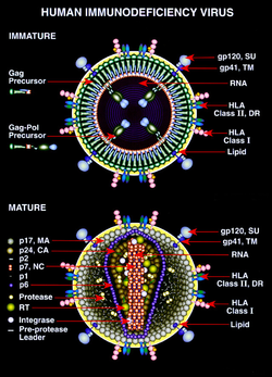 Diagrama de las formas inmaduras y maduras del VIH  
