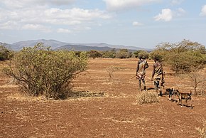 Traditional hunters like the Hadza often have to migrate very far in search of food. Nevertheless, the supply is usually safe and balanced.