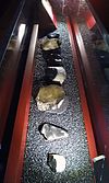 As ferramentas de pedra descobertas na Happisburgh