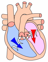 Sydän kammioperäisen diastolen aikana.  