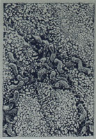 Helicobacter pylori i mikroskop  