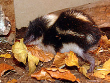 Black-head-trek (Hemicentetes nigriceps), a representative of the hedgehog-good Tenreks with bristly fur