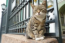 Uno dei gatti dell'Ermitage