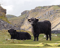 Aukštaitijos karvės juodu kailiu