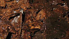 Żaba kieszonkowa, Assa darlingtoni, fantastycznie dobrze zakamuflowana