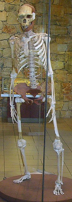 Reconstituirea unui specimen din Tautavel, Franța  