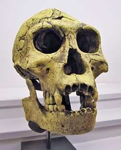 Fosilní lebka z Dmanisi.