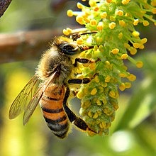 В животинското царство пчелите работнички проявяват алтруизъм, когато нападат други животни, които застрашават кошера. Пчелата ужилва и инжектира отрова. След като направи това, пчелата ще умре, но тя доброволно прави това, за да защити кошера.  