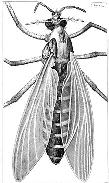 Mygga från Robert Hookes Micrographia, 1665  