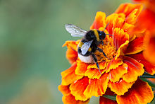 Dark earth bumblebee collecting nectar