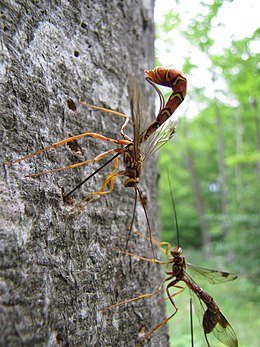 Megarhyssa macrurus (Ichneumonidae), un parasitoide que oviposita en su huésped a través de la madera de un árbol. El cuerpo de una hembra mide c. 2 pulgadas (50 mm) de largo, con un ovipositor de c. 4 pulgadas (100 mm) de largo.  