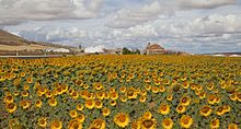 Sonnenblumenfeld in Spanien.