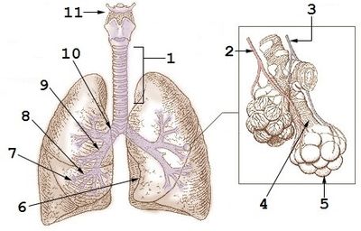 Schematic of human lungs. 1: trachea, 2: pulmonary vein, 3: pulmonary artery, 4: alveolar duct, 5: alveoli, 6: cardiac incision, 7: small bronchi, 8: tertiary bronchus, 9: secondary bronchus, 10: main bronchus, 11: hyoid bone.