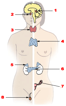 Hlavné endokrinné žľazy. (Muži vľavo, ženy vpravo.) 1. Epifýza 2. Hypofýza 3. Štítna žľaza 4. Brzlík 5. Nadobličky 6. Pankreas 7. Vaječník 8. Semenníky