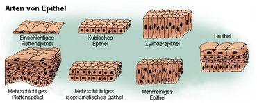 The different epithelial types. In curved single-layered highly prismatic and cubic epithelia occur to a certain percentage of cell forms, which are called scutoid.