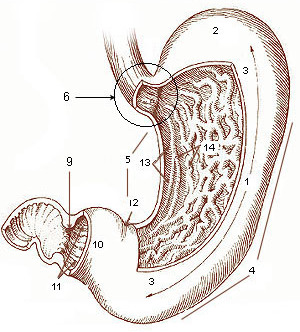 Macroscopic structure of the stomach. (1) corpus, (2) fundus, (3) anterior wall of stomach, (4) major curvature, (5) minor curvature, (6) cardia, (9) sphincter pylori, (10) antrum, (11) canalis pyloricus, (12) incisura angularis, (13) gastric groove, (14) mucosal folds (by fenestration).