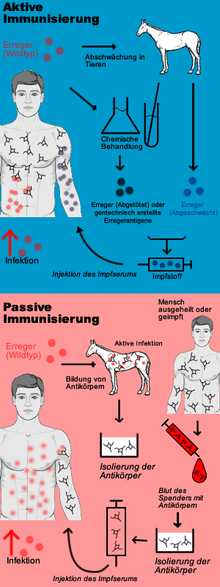 Scheme of active/passive immunization