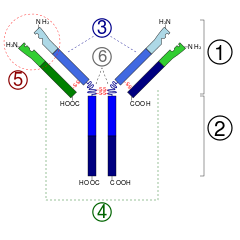 1. 2. Fragmentatie antigeen bindend gebied2 . Fragment kristalliseerbaar gebied3 . Zware keten (blauw) met één variabel (VH) domein gevolgd door een constant domein (CH1), een scharniergebied, en twee meer constante (CH2 en CH3) domeinen. 4. 4. Lichte ketting (groen) met één variabel (VL) en één constant (CL) domein5 . 5. Antigeenbindingsplaats (paratope) 6. Scharniergebieden