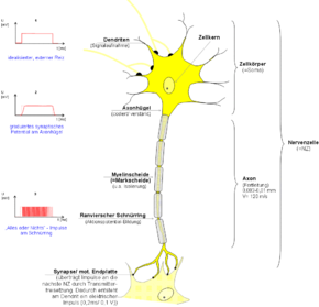 Pulse conduction at a myelinated nerve cell.