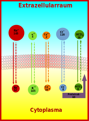 Plot of major ion gradients across the plasma membrane (solid arrows indicate the direction of the concentration gradient, dashed arrows indicate the direction of the potential gradient; Ca⁺⁺ concentration in the cytoplasm is given in moles per liter, all other concentrations in mmol/l).