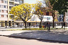 El ipê amarillo (tabebuia) a finales del invierno, en una plaza de la ciudad.  