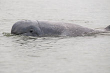 Irrawaddy dolfijn  